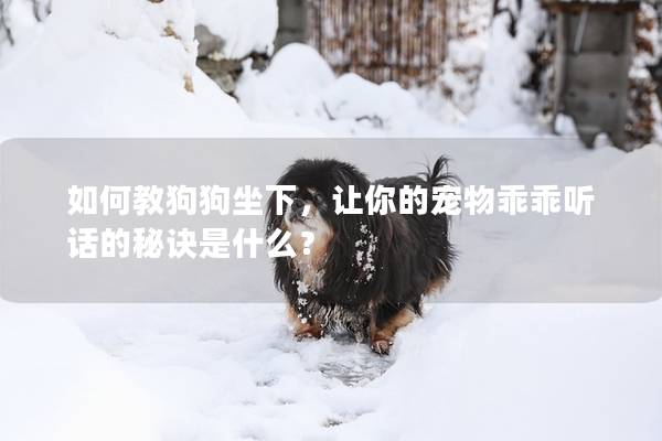 如何教狗狗坐下，讓你的寵物乖乖聽話的秘訣是什么？