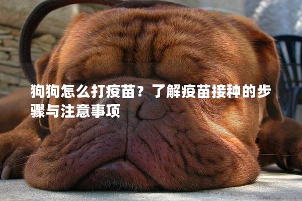 狗狗怎么打疫苗？了解疫苗接種的步驟與注意事項