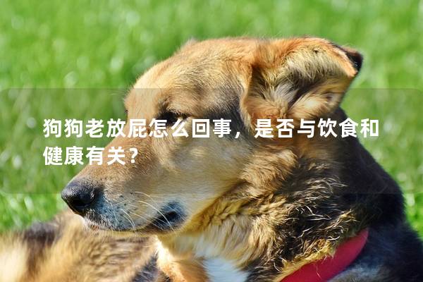 狗狗老放屁怎么回事，是否與飲食和健康有關？