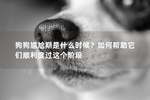 狗狗尷尬期是什么時候？如何幫助它們順利度過這個階段