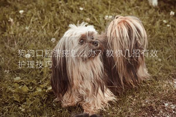 狗狗口腔潰瘍怎么辦？教你幾招有效護理技巧