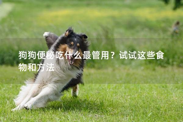 狗狗便秘吃什么最管用？試試這些食物和方法