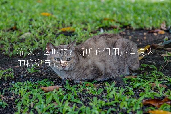 貓咪怎么叫的？聽聽它們用聲音傳達的秘密與情感