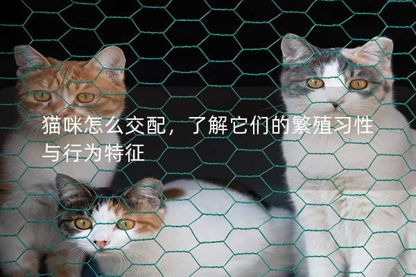 貓咪怎么交配，了解它們的繁殖習性與行為特征