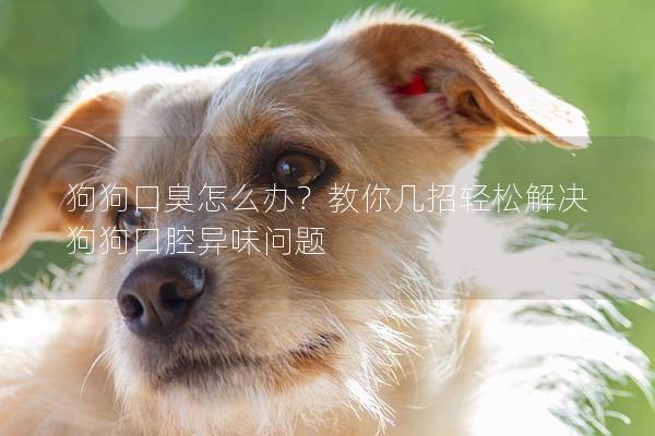 狗狗口臭怎么辦?教你幾招輕松解決狗狗口腔異味問題 狗狗口臭怎么辦?教你幾招輕松解決狗狗口腔異味問題