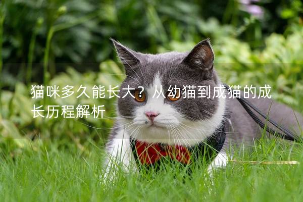 貓咪多久能長大？從幼貓到成貓的成長歷程解析