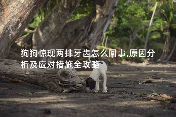 狗狗驚現(xiàn)兩排牙齒怎么回事,原因分析及應(yīng)對措施全攻略
