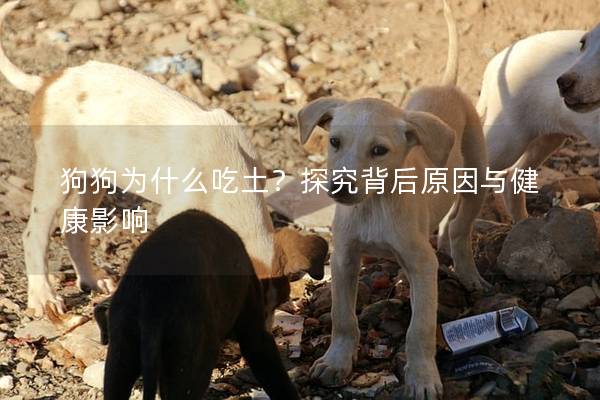 狗狗為什么吃土？探究背后原因與健康影響
