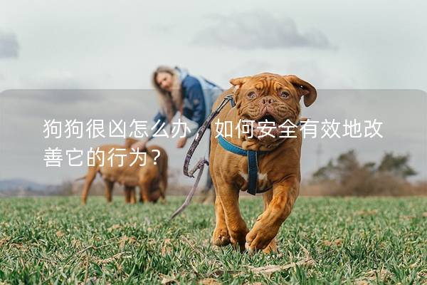 狗狗很兇怎么辦,如何安全有效地改善它的行為? 狗狗很兇怎么辦,如何安全有效地改善它的行為?