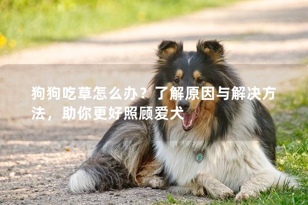 狗狗吃草怎么辦?了解原因與解決方法,助你更好照顧愛犬 狗狗吃草怎么辦?了解原因與解決方法,助你更好照顧愛犬