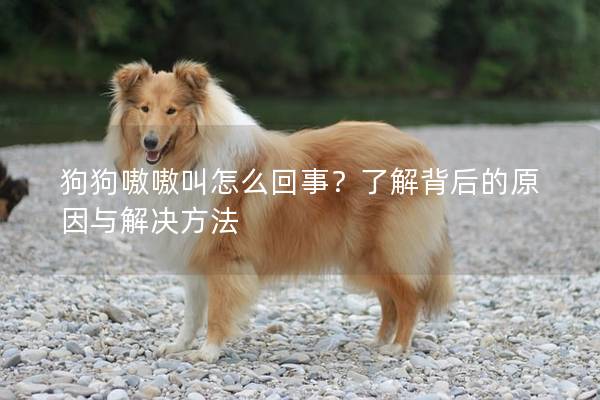 狗狗嗷嗷叫怎么回事？了解背后的原因與解決方法