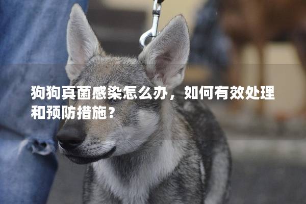 狗狗真菌感染怎么辦，如何有效處理和預防措施？