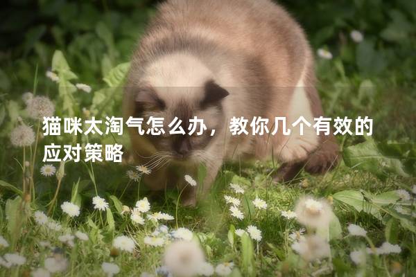 貓咪太淘氣怎么辦，教你幾個有效的應對策略