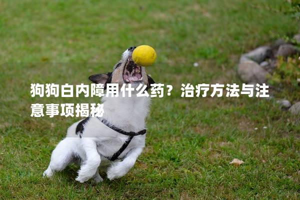 狗狗白內障用什么藥？治療方法與注意事項揭秘