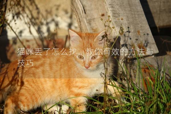 貓咪丟了怎么找，教你有效的方法與技巧