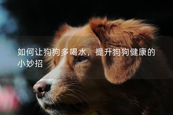 如何讓狗狗多喝水，提升狗狗健康的小妙招