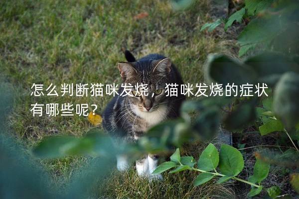 怎么判斷貓咪發燒,貓咪發燒的癥狀有哪些呢?