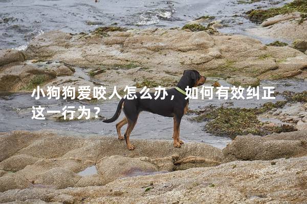 小狗狗愛咬人怎么辦，如何有效糾正這一行為？