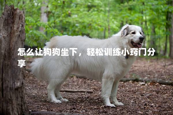 怎么讓狗狗坐下，輕松訓練小竅門分享