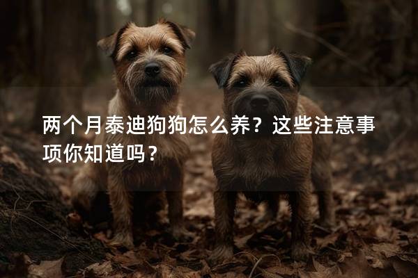 兩個(gè)月泰迪狗狗怎么養(yǎng)？這些注意事項(xiàng)你知道嗎？