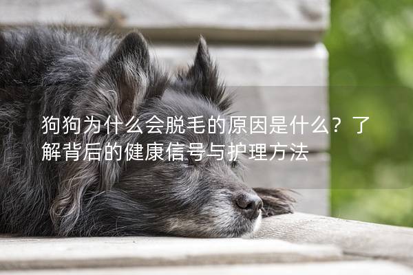 狗狗為什么會脫毛的原因是什么？了解背后的健康信號與護理方法