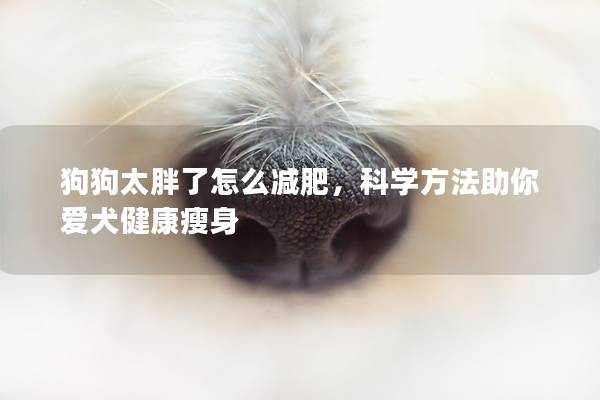 狗狗太胖了怎么減肥，科學方法助你愛犬健康瘦身
