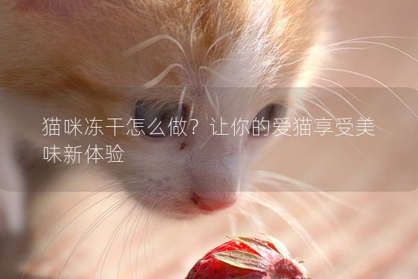 貓咪凍干怎么做？讓你的愛貓享受美味新體驗(yàn)