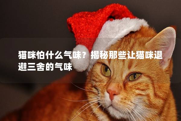 貓咪怕什么氣味？揭秘那些讓貓咪退避三舍的氣味