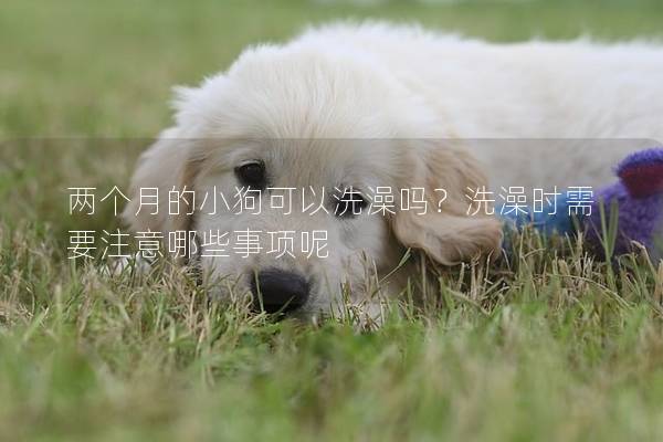 兩個(gè)月的小狗可以洗澡嗎？洗澡時(shí)需要注意哪些事項(xiàng)呢