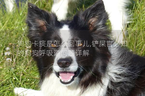 狗狗卡痰是怎么回事兒,鏟屎官必知的狗狗呼吸道問題詳解