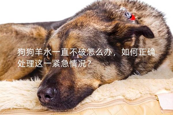 狗狗羊水一直不破怎么辦，如何正確處理這一緊急情況？