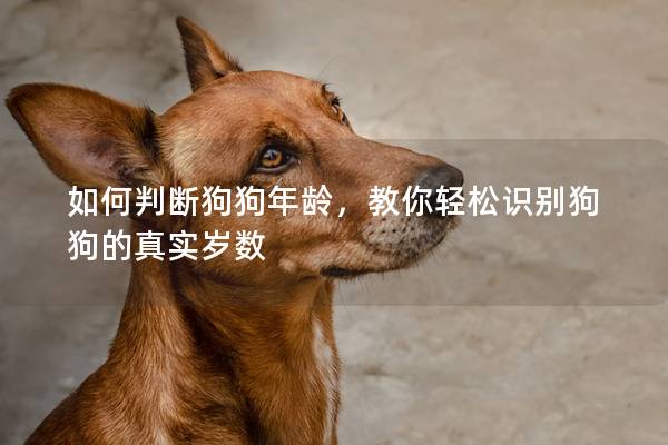 如何判斷狗狗年齡,教你輕松識別狗狗的真實歲數