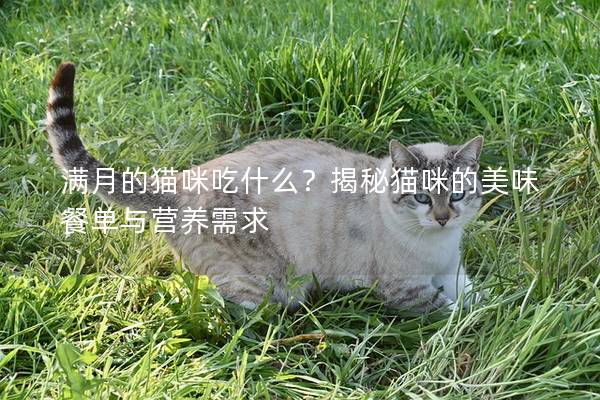 滿月的貓咪吃什么？揭秘貓咪的美味餐單與營(yíng)養(yǎng)需求