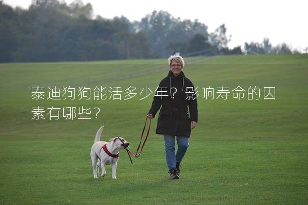 泰迪狗狗能活多少年？影響壽命的因素有哪些？