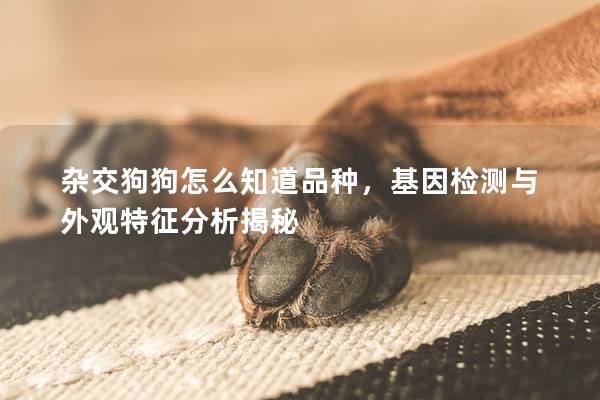 雜交狗狗怎么知道品種,基因檢測與外觀特征分析揭秘 雜交狗狗怎么知道品種,基因檢測與外觀特征分析揭秘
