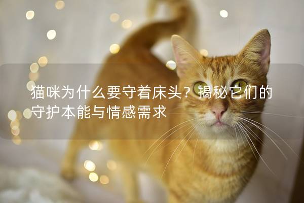 貓咪為什么要守著床頭？揭秘它們的守護本能與情感需求