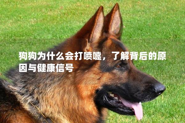 狗狗為什么會打噴嚏，了解背后的原因與健康信號