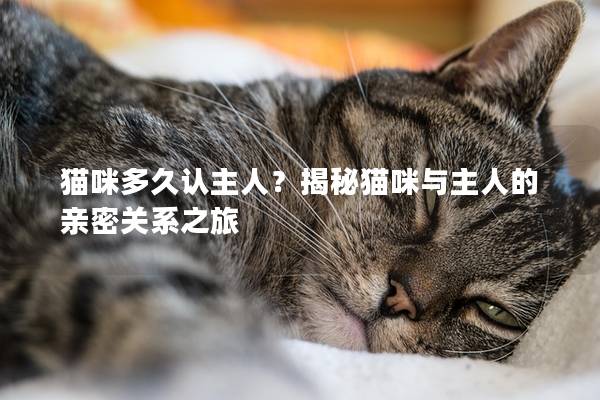 貓咪多久認主人?揭秘貓咪與主人的親密關系之旅 貓咪多久認主人?揭秘貓咪與主人的親密關系之旅