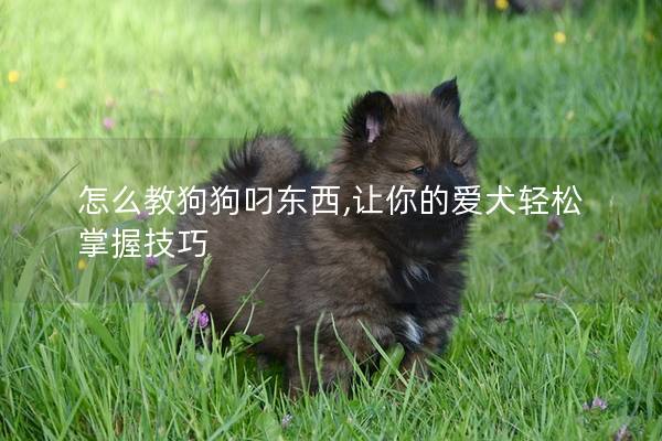 怎么教狗狗叼東西,讓你的愛犬輕松掌握技巧 怎么教狗狗叼東西,讓你的愛犬輕松掌握技巧
