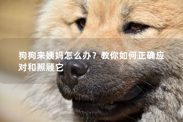 狗狗來姨媽怎么辦？教你如何正確應對和照顧它