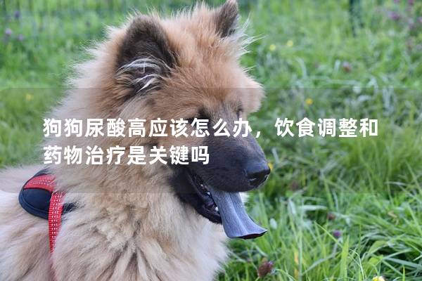 狗狗尿酸高應(yīng)該怎么辦，飲食調(diào)整和藥物治療是關(guān)鍵嗎