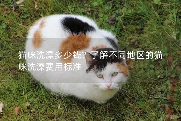 貓咪洗澡多少錢？了解不同地區的貓咪洗澡費用標準