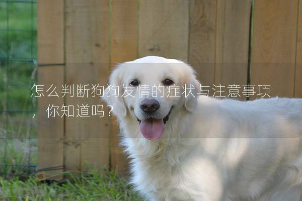 怎么判斷狗狗發(fā)情的癥狀與注意事項(xiàng)，你知道嗎？