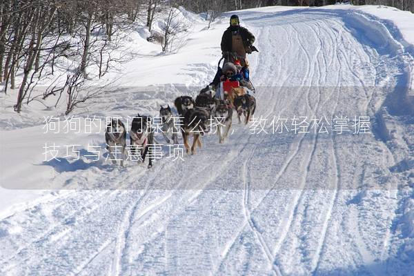 狗狗的肛門腺怎么擠,教你輕松掌握技巧與注意事項 狗狗的肛門腺怎么擠,教你輕松掌握技巧與注意事項