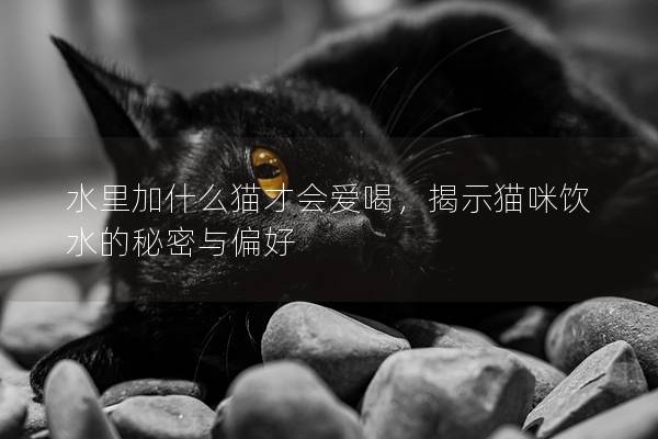 水里加什么貓才會愛喝，揭示貓咪飲水的秘密與偏好