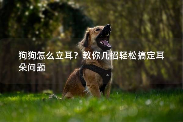狗狗怎么立耳？教你幾招輕松搞定耳朵問(wèn)題