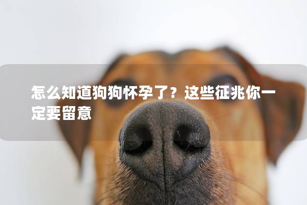 怎么知道狗狗懷孕了？這些征兆你一定要留意