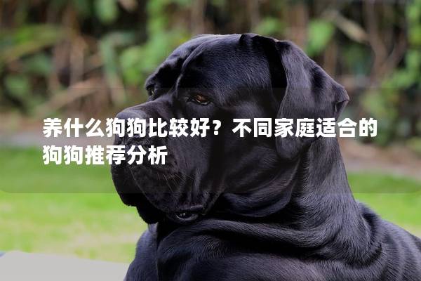 養(yǎng)什么狗狗比較好？不同家庭適合的狗狗推薦分析
