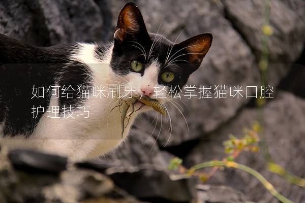 如何給貓咪刷牙，輕松掌握貓咪口腔護理技巧