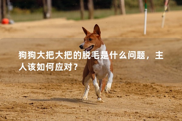 狗狗大把大把的脫毛是什么問題,主人該如何應對? 狗狗大把大把的脫毛是什么問題,主人該如何應對?
